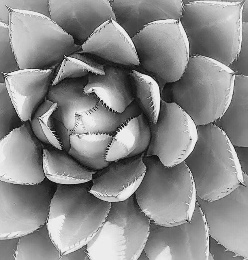 Agave Macro Black and White Photograph by Rebecca Herranen Agave Macro Black and White Photograph by Rebecca Herranen