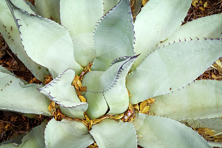 Agave Photograph by Mike Schaffner