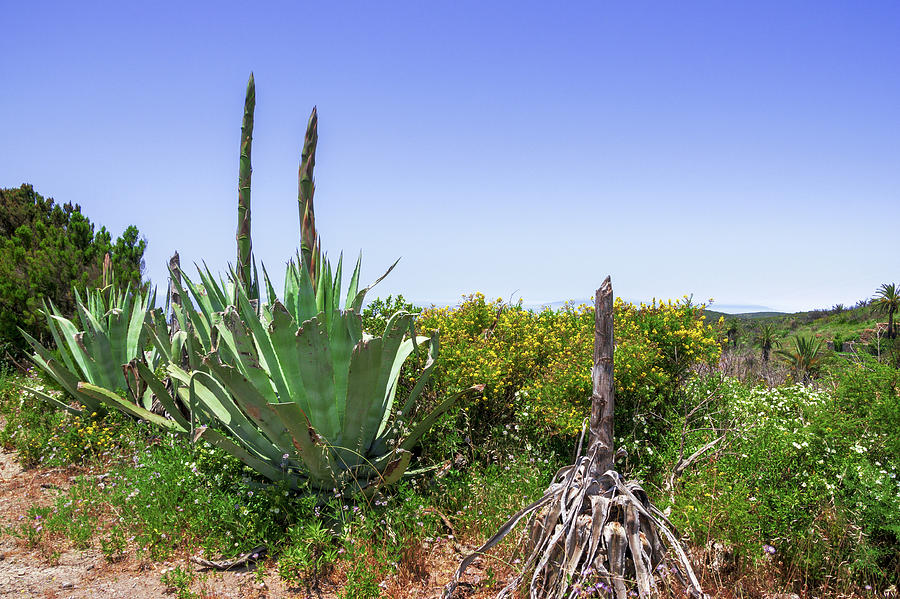 Agave on La Gomera Photograph by Sun Travels