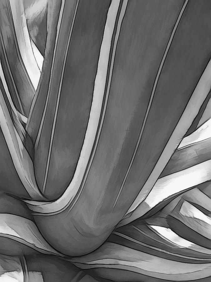 Agave Patterns Photograph by Mitch Spence