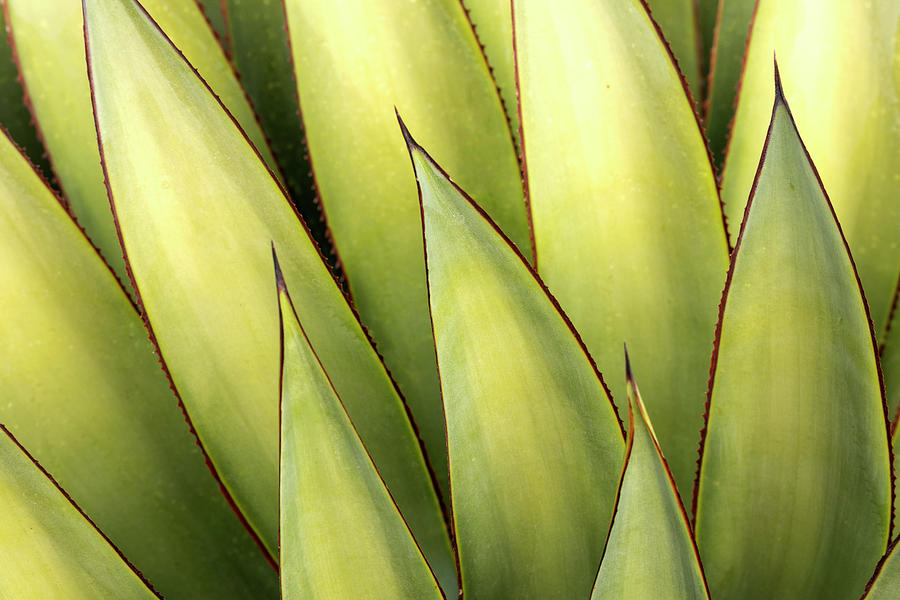 Agave Patterns Photograph by Sue Cullumber