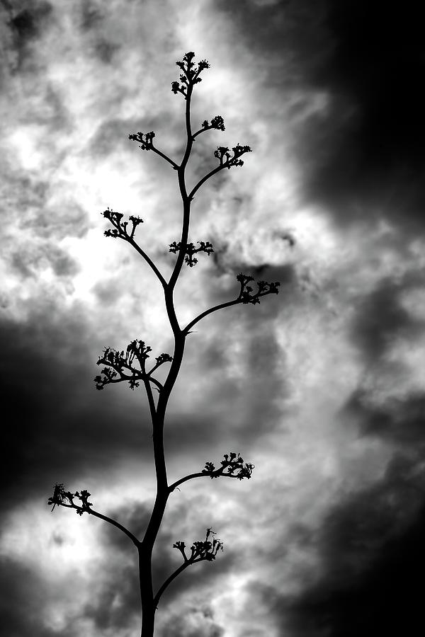 Agave Silhouette Photograph by Sue Cullumber