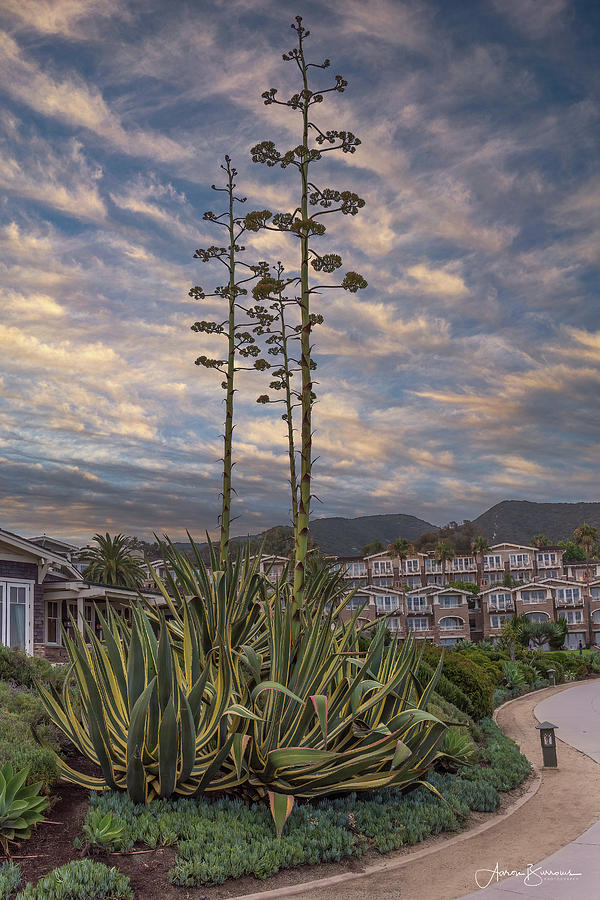 Agave Skies Photograph by Aaron Burrows