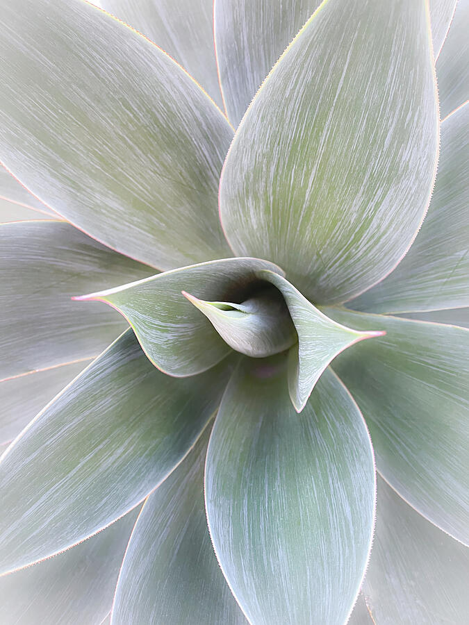 Agave Soft Splendor Photograph by Rebecca Herranen - Pixels