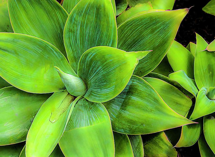 Agave Star 2 Photograph by Ginger Stein