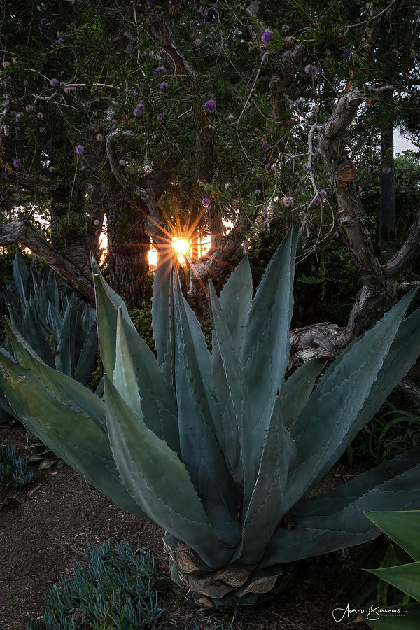 Agave Star Photograph by Aaron Burrows