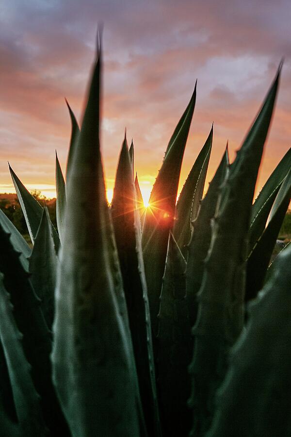 Agave Sunset Photograph by Alex Lau Agave Sunset Photograph by Alex Lau