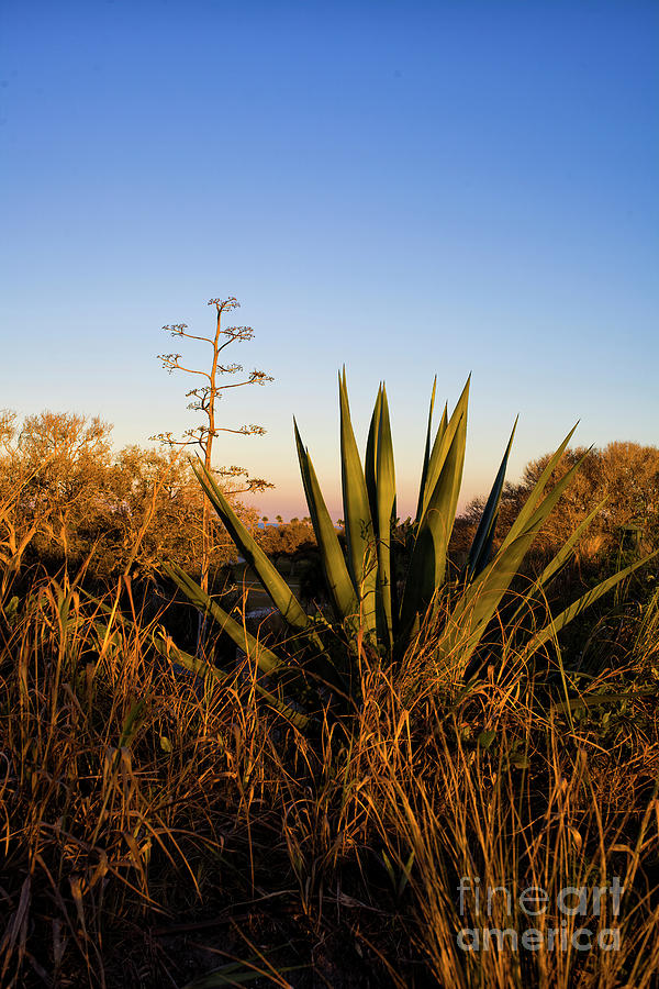 Agave Sunset Photograph by Felix Lai
