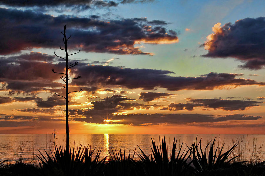 Agave Sunset Photograph by HH Photography of Florida