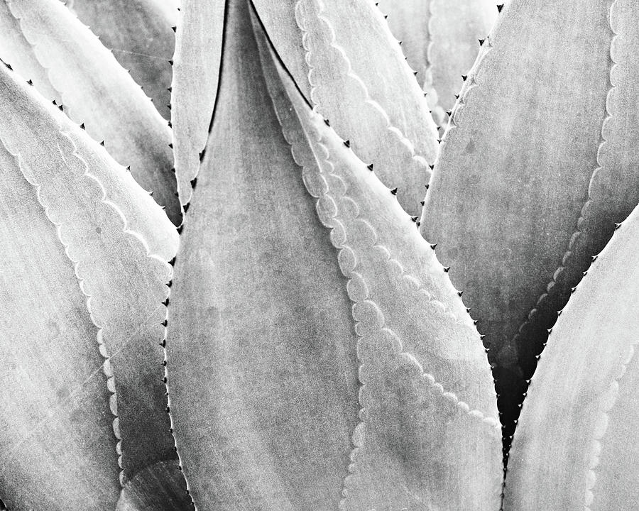 Agave Texture Photograph by Lupen Grainne