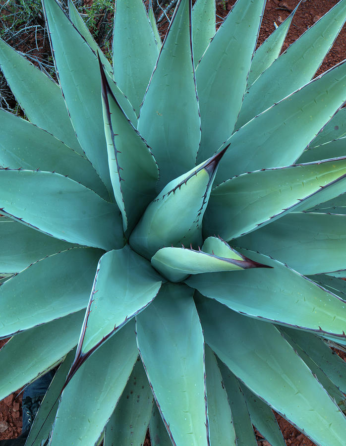 Nature Photograph - Agave by Tim Fitzharris