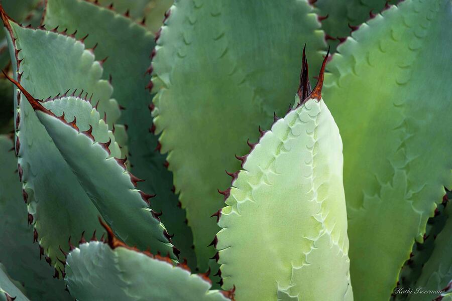 Agave Up Close Photograph by Kathi Isserman Agave Up Close Photograph by Kathi Isserman