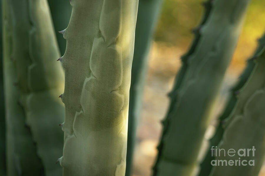 Agave - Whispers in Green Photograph by Dodie Ross Agave - Whispers in Green Photograph by Dodie Ross
