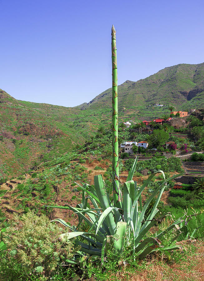 Agave with flower spear in Masca Photograph by Sun Travels