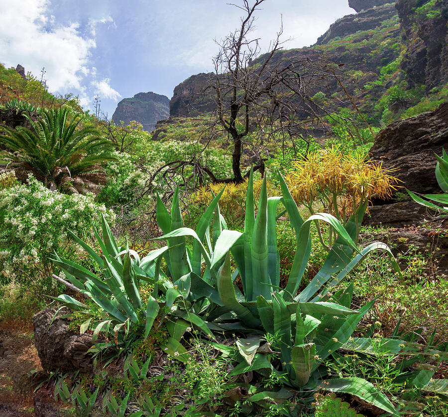 Agaves In The Masca Gorge Photograph