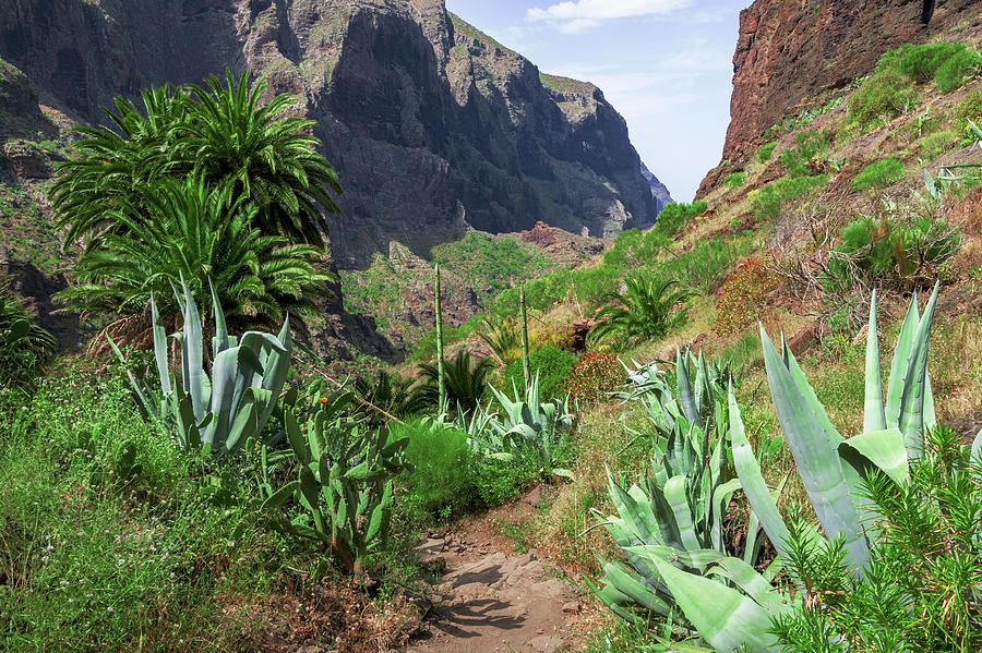 Agaves In The Teno Massif Photograph