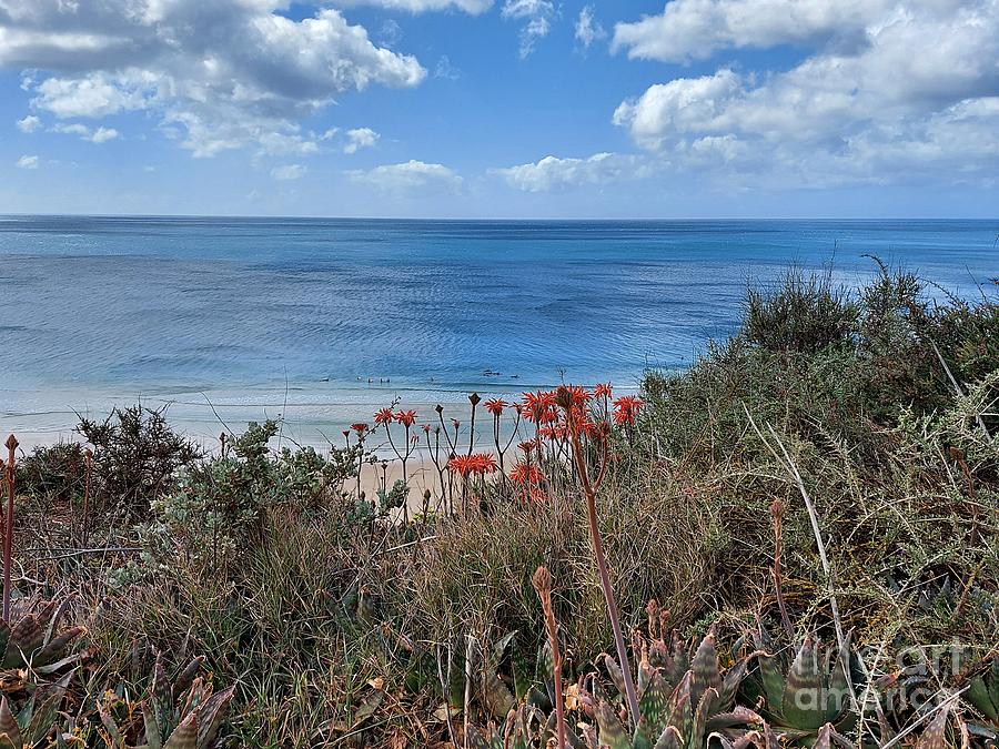 Agaves near Praia de Mos Photograph by Chani Demuijlder