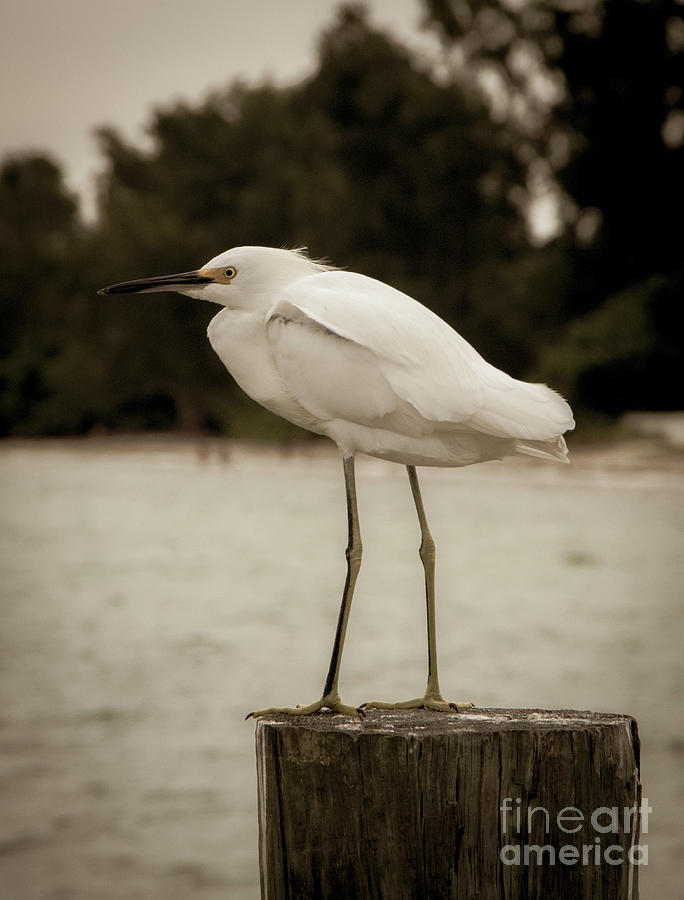 Aged and Colorized Snowy Egret on Pillar Animal / Wildlife Photograph Digital Art by PIPA Fine Art - Simply Solid