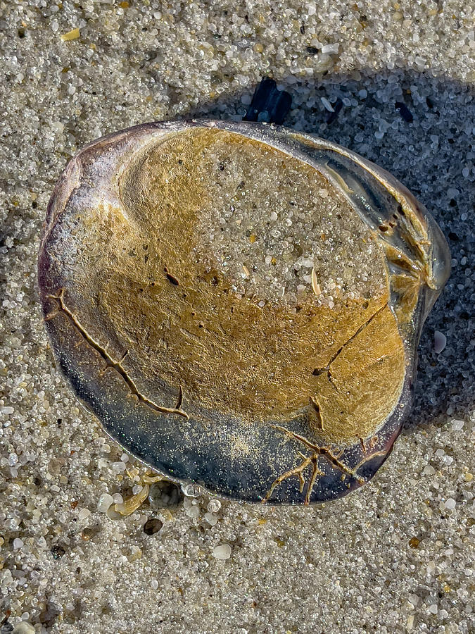 Aged Clam Shell Photograph by Cate Franklyn