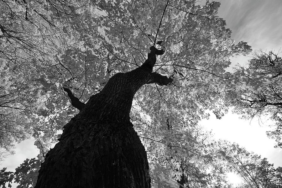 Aged maple tree looming high - monochrome Photograph by Ulrich Kunst And Bettina Scheidulin