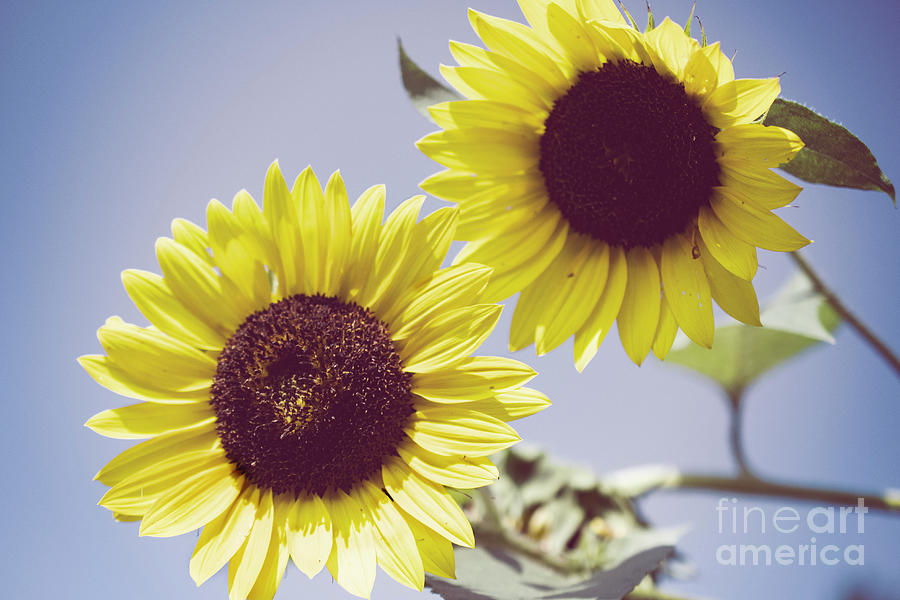 Aged Sunflowers Against Sky Botanical / Floral / Nature Photograph Photograph by PIPA Fine Art - Simply Solid