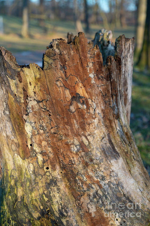 Ageing Wood and Evening Light 2 Photograph by Adriana Mueller