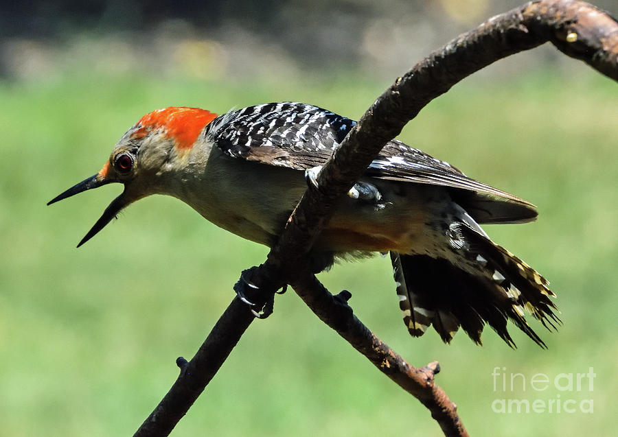 Avian Photograph - Aggressive Red-bellied Woodpecker by Cindy Treger Avian Photograph - Aggressive Red-bellied Woodpecker by Cindy Treger