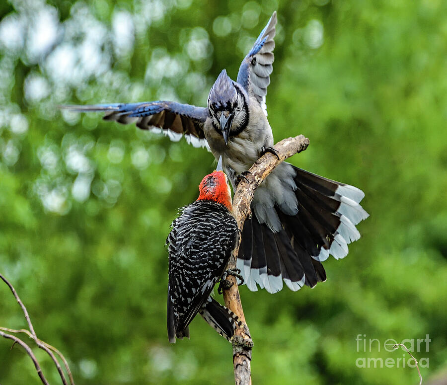 Aggressive Behavior of Red-bellied Woodpecker and Blue Jay