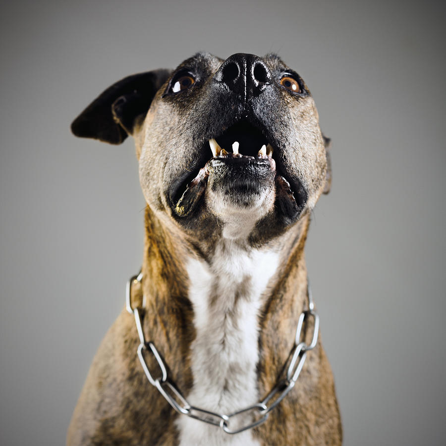 Aggressive dog Photograph by SensorSpot