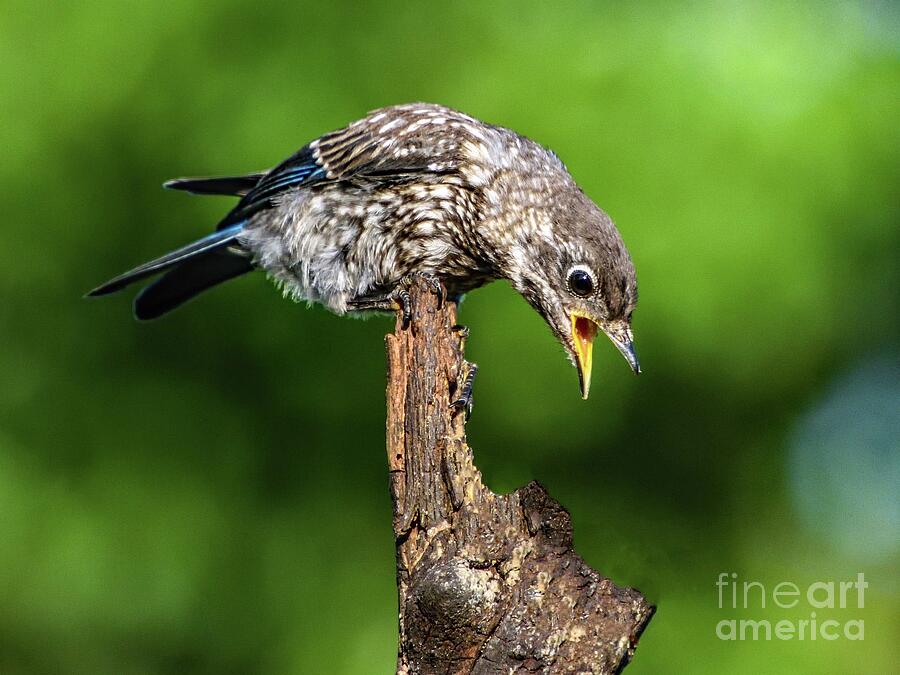 Aggressive Juvenile Eastern Bluebird Photograph by Cindy Treger