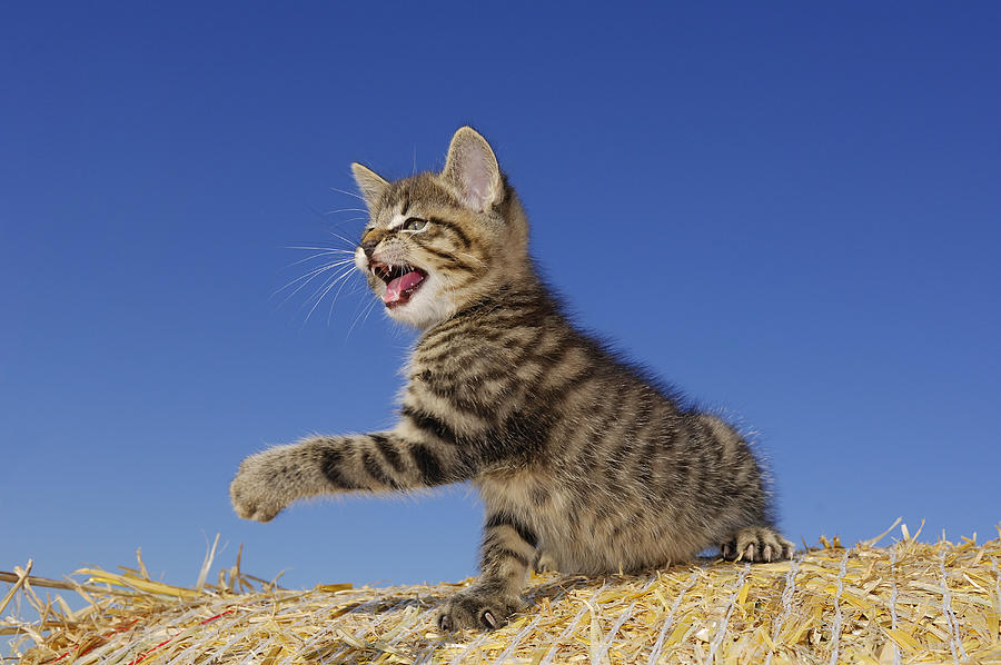 Aggressive kitten on straw bale, blue sky Photograph by Martin Ruegner