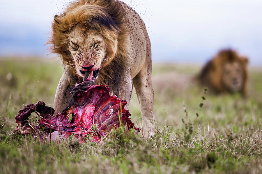 Aggressive lion eating wildebeest in the wild of Masai Mara, Kenya