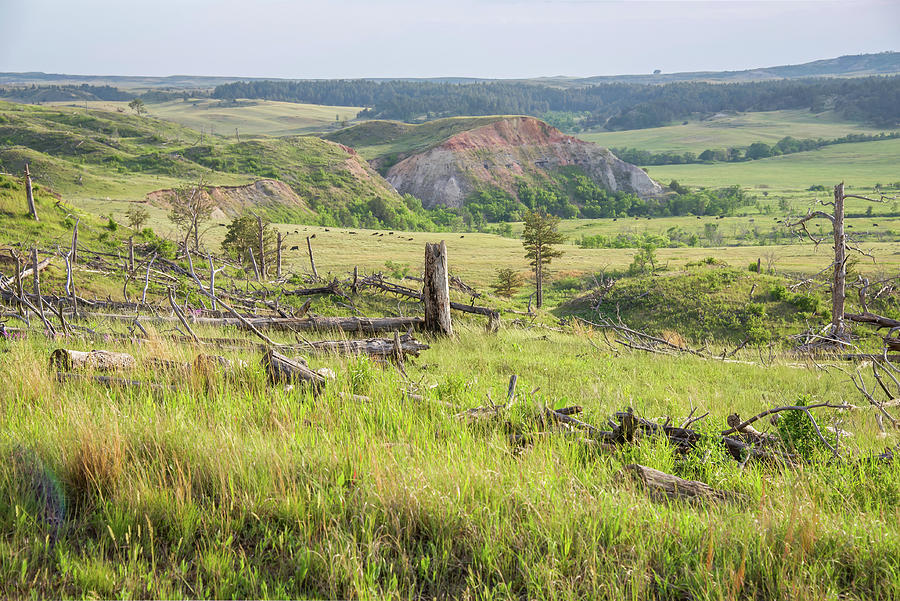 Aging Pines in the Badlands of North Dakota Photograph by Mary Tastad Aging Pines in the Badlands of North Dakota Photograph by Mary Tastad
