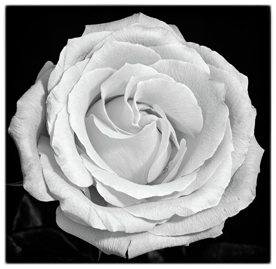 Aging Rose Photograph by John Roach