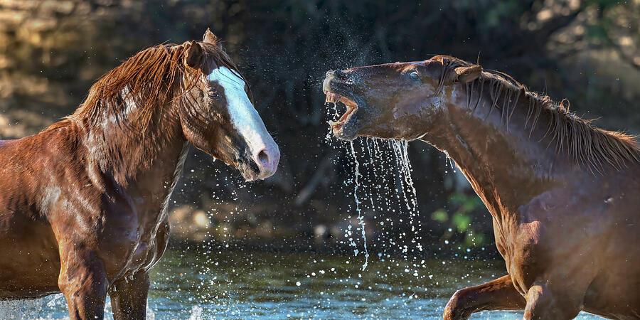 Agitated Stallion. Photograph by Paul Martin