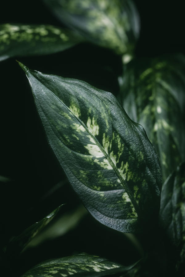 Aglaonema houseplant leaves Photograph by Benoit Bruchez