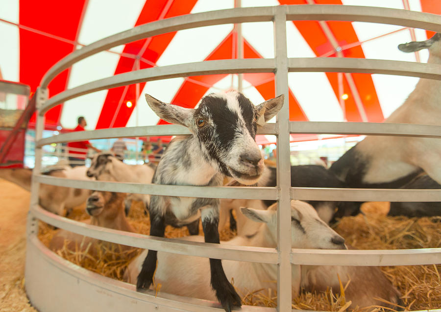 Agricultural fair goat Photograph by Holly Hildreth
