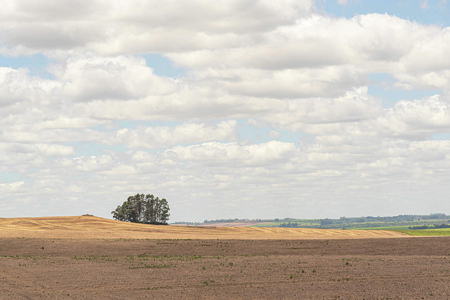 Agriculture fields in the pampa biome in the state of Rio Grande ...