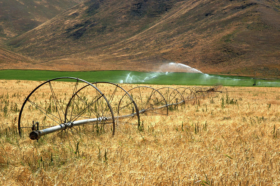 Agriculture in the Sawtooths.  Photograph by Rob Huntley