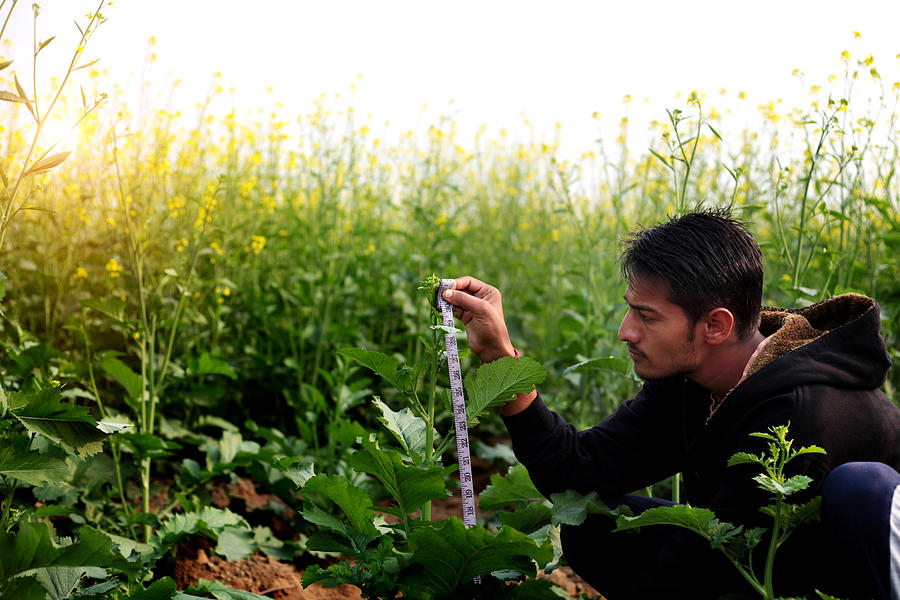 Agronomist checking mustard crop Photograph by Pixelfusion3d
