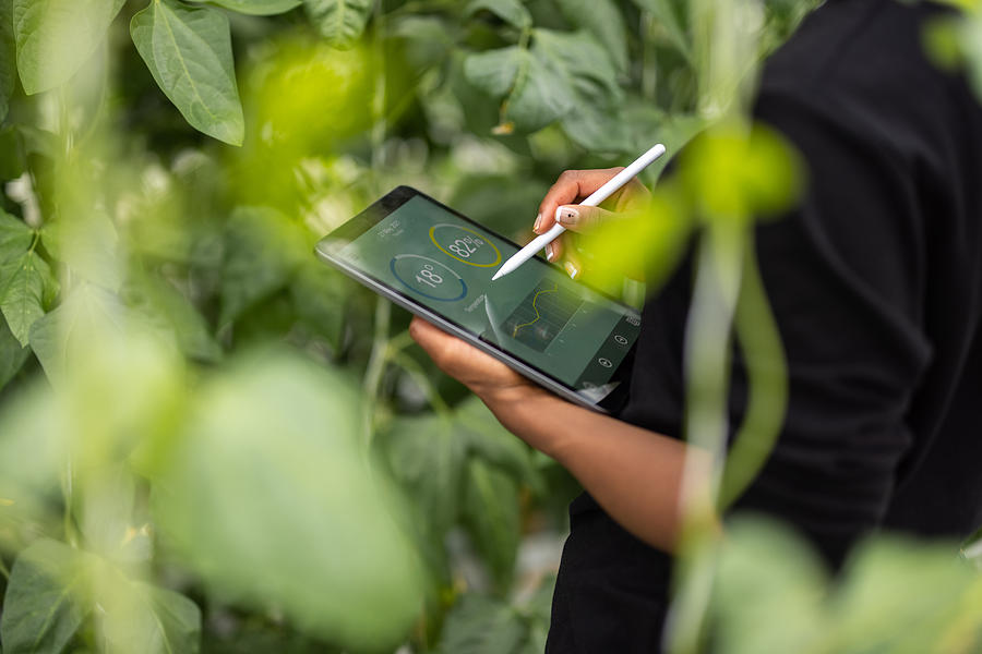 Agronomist using digital tablet for analysis of plantation Photograph by Luis Alvarez
