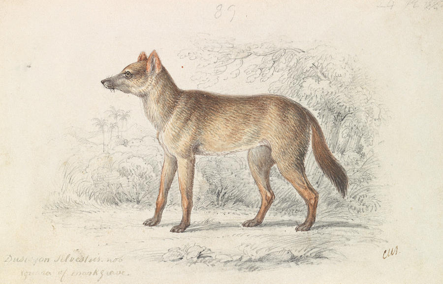 Aguara Dog of the Woods Drawing by Charles Hamilton Smith