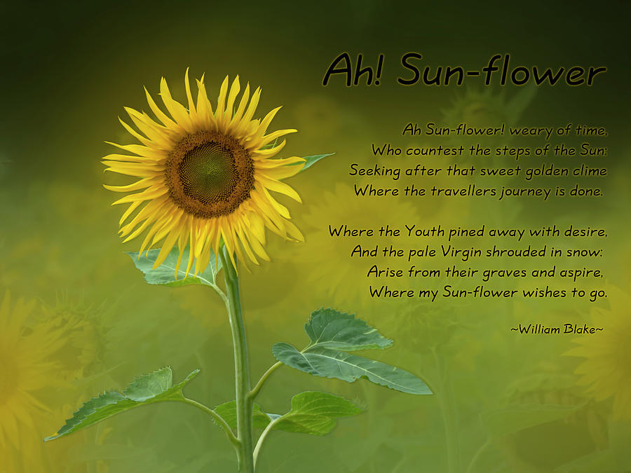 Ah Sunflower Photograph