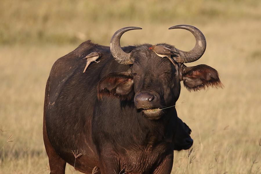 Ahh that is the spot Photograph by Debbie Blackman - Fine Art America