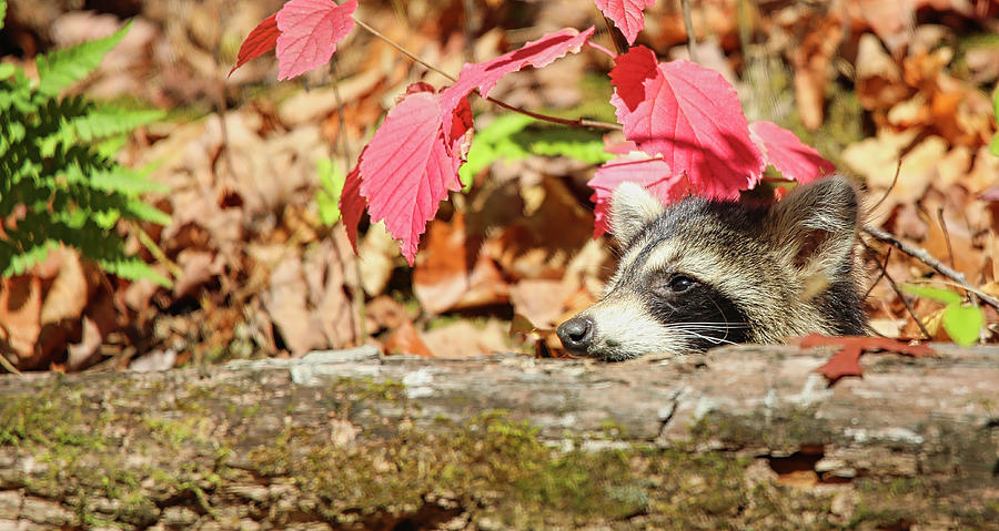Ah...The Warmth Of A Fall Day Photograph by Scott Burd
