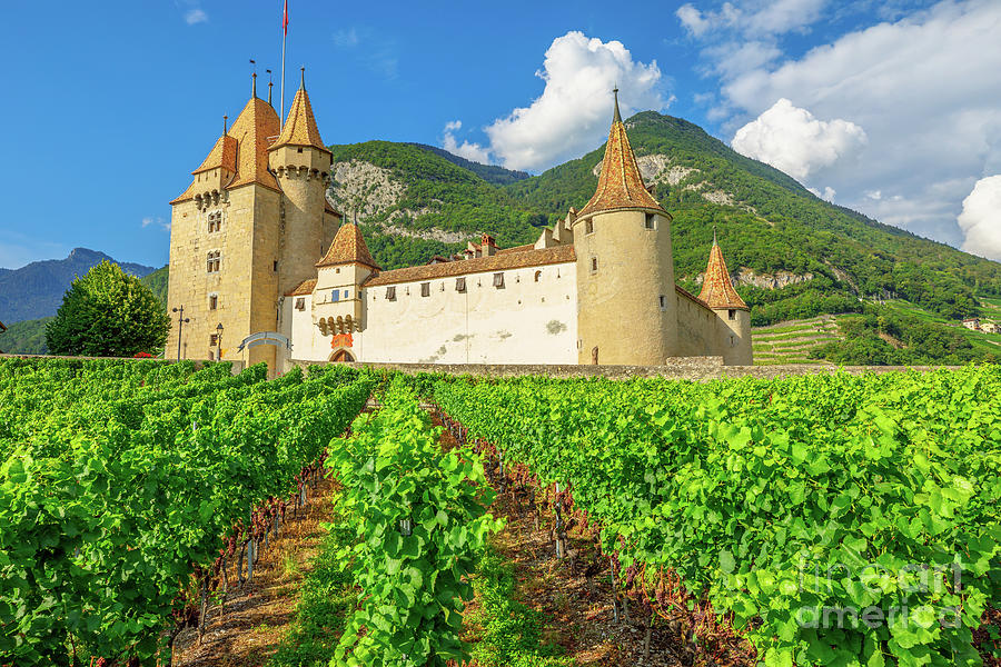 Aigle Castle and Terraced vineyards Photograph by Benny Marty