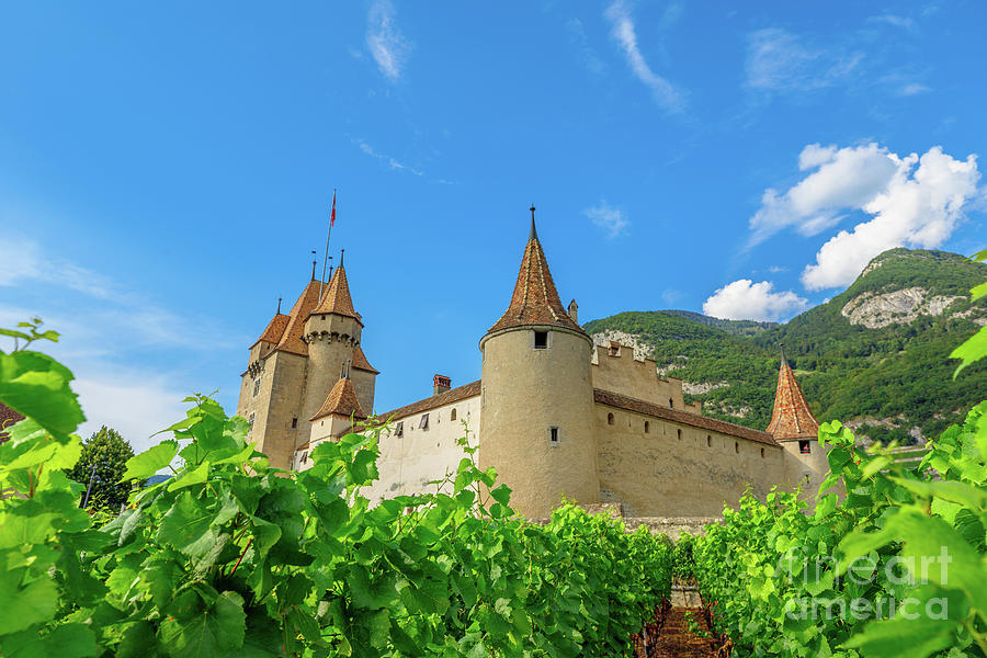Aigle Castle vineyards Photograph by Benny Marty