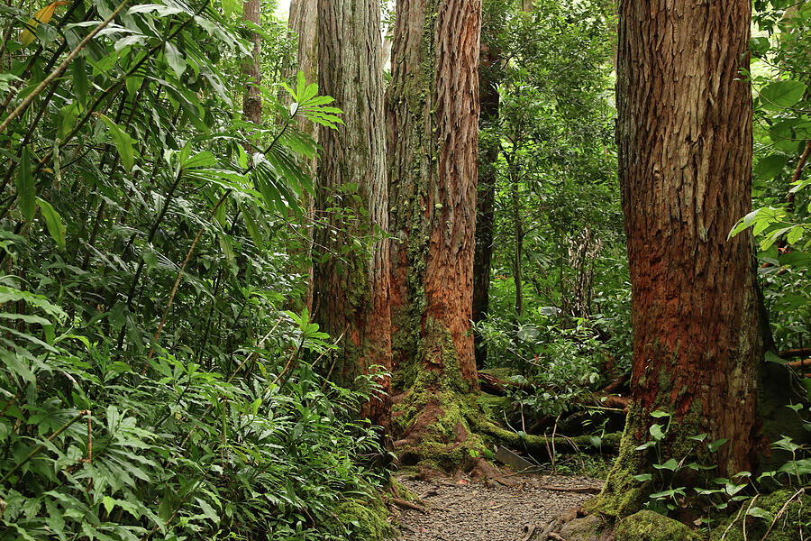 Aihualama Trail Photograph by Linda Buckman | Fine Art America