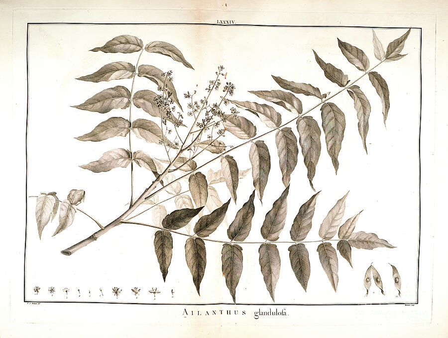 Flower Painting - Ailanthus altissima aa1 by Botanical Illustration