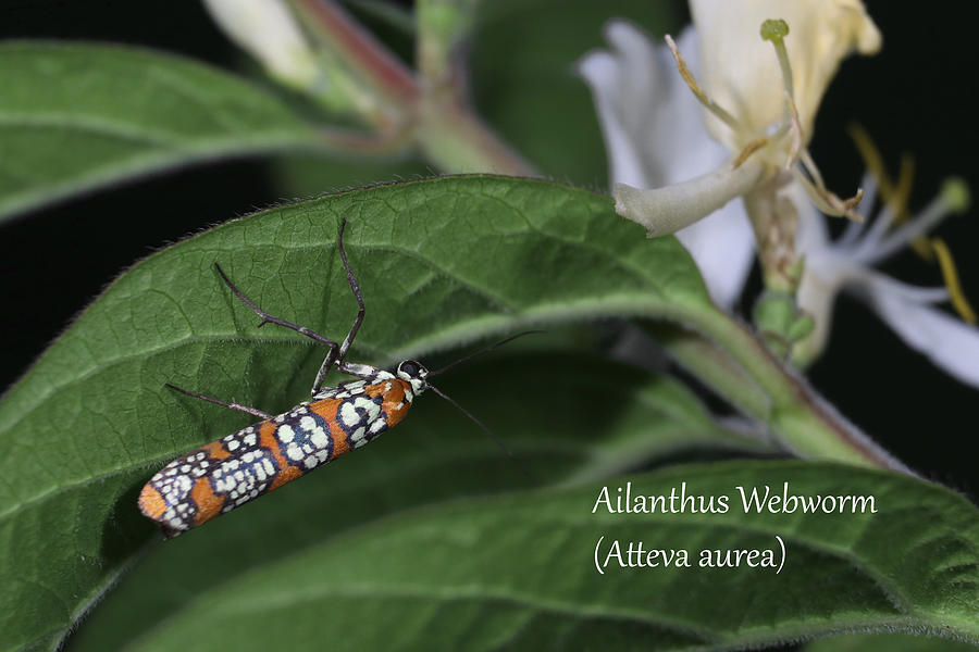 Ailanthus Webworm Moth Photograph by Mark Berman